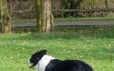 Bruce on patrol