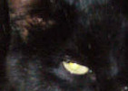 Bud