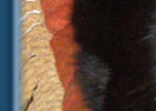 Bud
