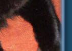 Bud