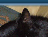The hunter sleeps...