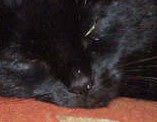 The hunter sleeps...