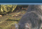 Stalking prey