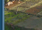 Stalking prey