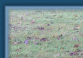 Has Sophie spotted a rhino?