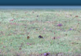 Has Sophie spotted a rhino?