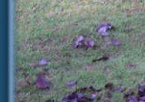 Has Sophie spotted a rhino?