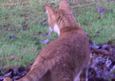 Has Sophie spotted a rhino?