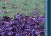 Has Sophie spotted a rhino?