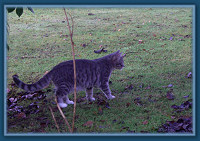 On the prowl