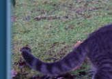 On the prowl