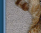 Sophie