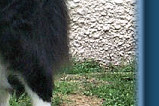 Sh Ch Madeleys Time Challenger