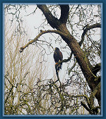 Regular visitor