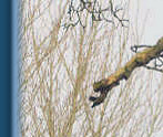 Regular visitor