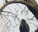 Regular visitor