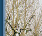 Regular visitor