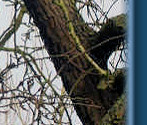 Regular visitor