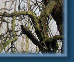 Regular visitor