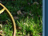 The wheel