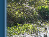Moat & bridge, Spring 08