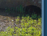 Moat & bridge, Spring 08