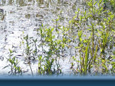 Moat & bridge, Spring 08