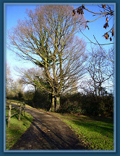 Old oak tree