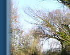 Old oak tree