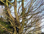 Old oak tree