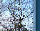 Old oak tree