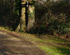 Old oak tree