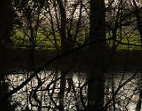 Reflective morning