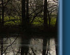 Reflective morning