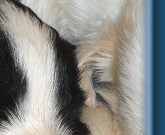 Jess at 3 weeks