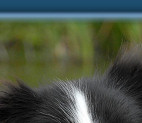 Pawtails Sunkist Celt for Triplewitch