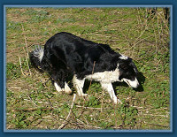 Skye mooching