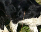Skye mooching