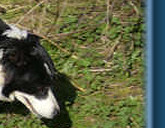 Skye mooching