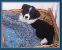Basket Boy
