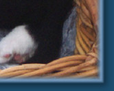 Basket Boy