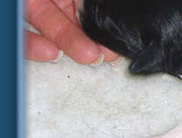 Perfect puppy