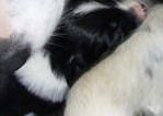 Kate tends her babies