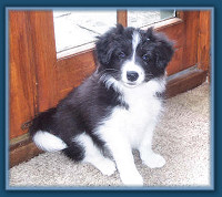 Riva at 8 weeks