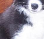 Riva at 8 weeks