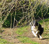 Scott at speed