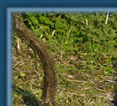 Scott among the vines