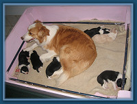 Mum Chloe with her pups