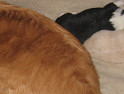 Mum Chloe with her pups