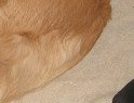 Mum Chloe with her pups